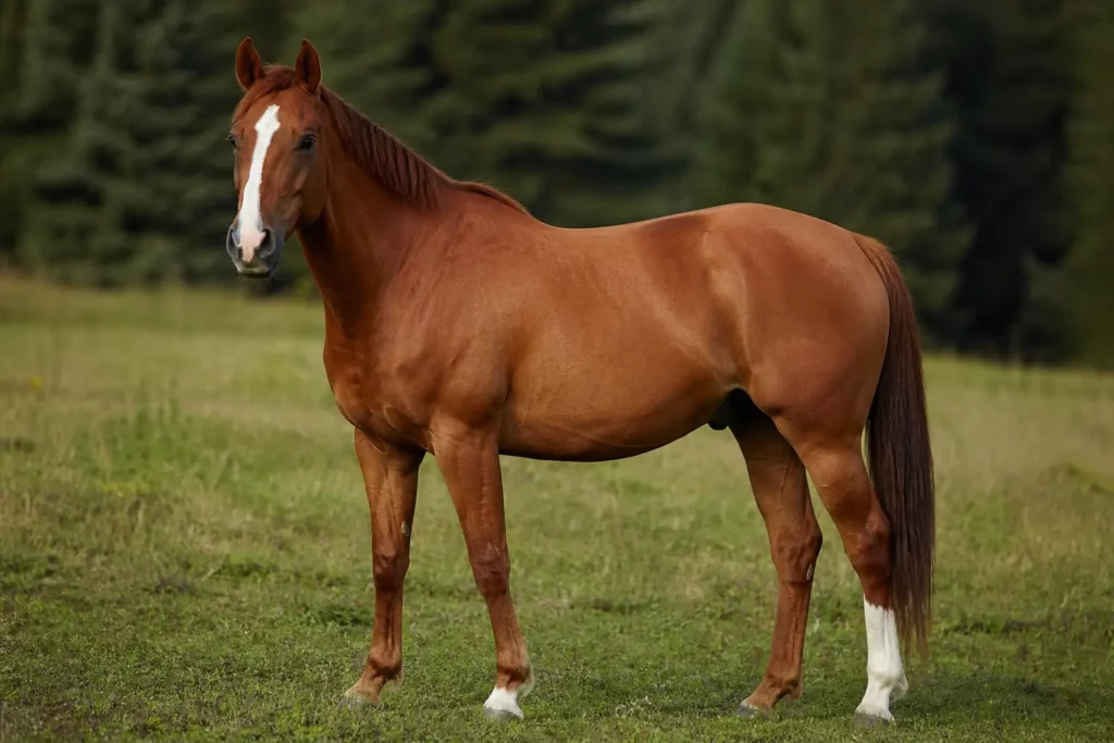 A horse on the green field.